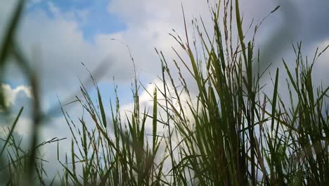 timelapse,-blue-sky-with-foreground-grass,-low-angle