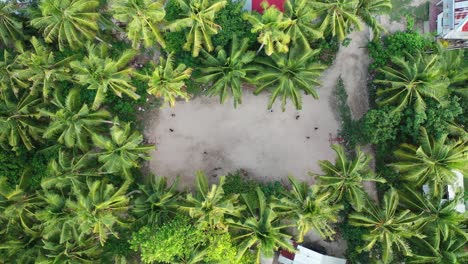 People-Playing-Basketball-on-Sandy-Ground-Between-Palm-Trees,-Top-Down-Ascending-Aerial-View