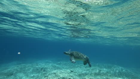 Eine-Erwachsene-Grüne-Meeresschildkröte,-Die-Im-Kristallklaren-Wasser-Am-Ozean-Schwimmt