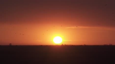 Sonnenuntergang-Sonnenaufgang-Everglades-Landschaft-Mit-Vorbeifliegenden-Vogelsilhouetten