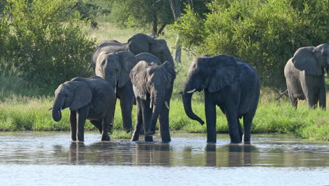 Afrikanische-Elefanten-Trinken-Wasser-Im-Fluss-Im-Privaten-Naturschutzgebiet-Klaserie-In-Südafrika---Mittlere-Aufnahme