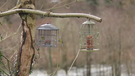 Eurasian-blue-tit-birds-flying-around-and-eating-out-of-two-bird-feeders-SLOW-MOTION-Wales-UK-Medium-shot-day-time
