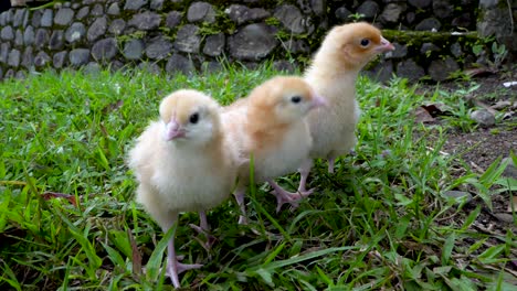 Three-little-yellow-baby-chicks-stand-together-and-peck-in-grass-outside