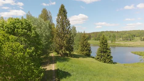 Drone-flyes-forward-between-fir-trees-by-lake,-sunny-peaceful-morning