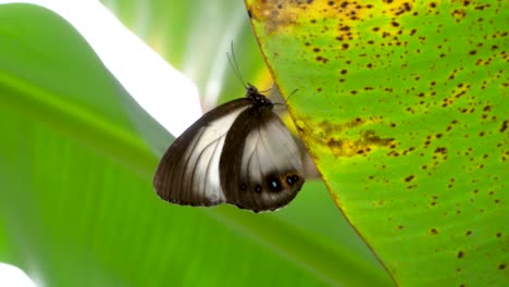 Profile-of-Orchard-Swallowtail-butterfly-perched-on-banana-leaf,-close-up