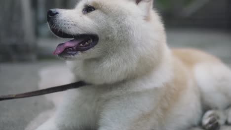 White-Dog,-Akita-Inu-Resting-And-Panting-On-The-Ground-At-The-Fushimi-Inari-Shrine-On-A-Hot-Summer-Day-In-Kyoto,-Japan