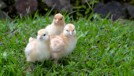 Springtime-farm-baby-chicks-huddle-together-on-green-grass-outdoors
