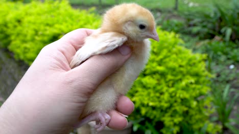 Golden-yellow-newborn-chick-is-held-in-hand,-animal-husbandry-and-farm-life