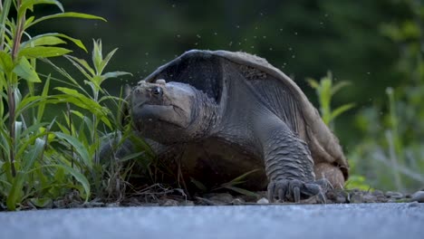 Female-Snapping-Turtle-Laying-Eggs-By-The-Side-Of-A-Road