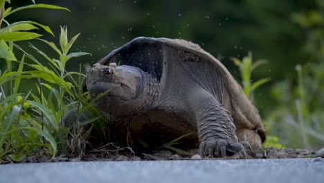 Female-Snapping-Turtle-Laying-Eggs-In-Algonquin-Park