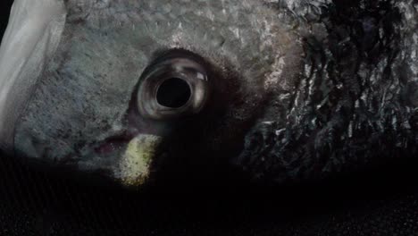 Rotating-Head-and-Eye-of-Gilt-head-Sea-Bream-Fish,-Overhead-Closeup