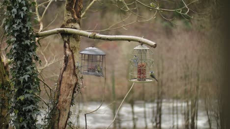 Zeitraffer-Blaumeisenvögel-Und-Rotkehlchen,-Die-Von-Zwei-Futterhäuschen-Für-Vögel-Fressen,-Mit-Dem-Fluss-Afon-Lledr-Im-Hintergrund
