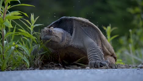 Giant-Snapping-Turtle-Laying-Eggs,-Surrounded-By-Spring-Bugs