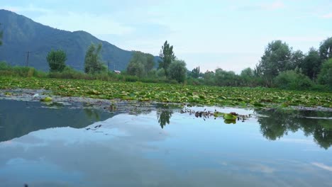 Kreuzfahrt-Auf-Dem-Dal-See-In-Srinagar-Mit-Einer-Schwimmenden-Masse-Grüner-Wasserpflanzen