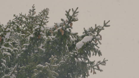 Starker-Schneefall-Im-Winter-Auf-Einem-Nadelbaum-In-Zeitlupe-Mit-Fokusverschiebung-Von-Baum-Zu-Großen-Schneeflocken