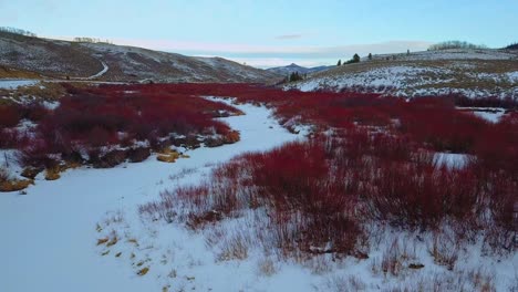 Winter-Landscape-With-Red-Willow-Bushes-Covered-With-Snow-In-United-States