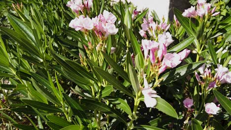 Pan-across-several-clusters-fo-pink-dwarf-Oleander-blooms