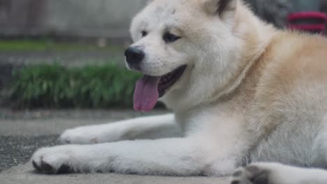 Ein-Hund,-Der-Am-Fushimi-Inari-schrein-In-Kyoto,-Japan,-Auf-Dem-Boden-Ruht-Und-Hechelt---Nahaufnahme