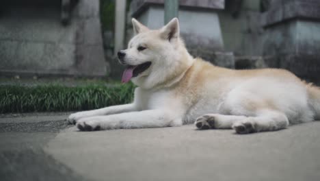 Japanese-Akita-Inu-Dog-Lying-And-Panting-On-The-Ground-At-The-Famous-Inari-Shrine-In-Kyoto,-Japan-On-A-Hot-Summer-Day