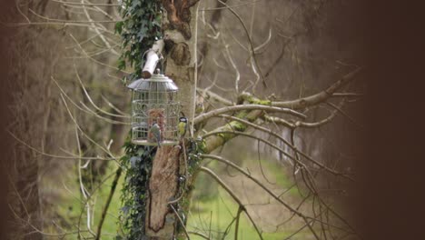 Eurasian-blue-tit-birds-flying-around-bird-feeder-and-taking-food-SLOW-MOTION-Day-time-Wales,-UK-Wide-shot