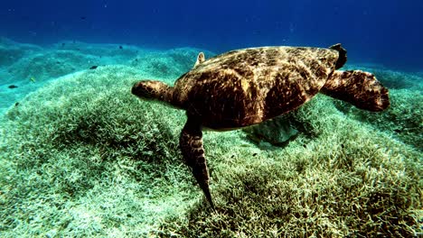 Beautiful-sea-green-turtle-floating-above-the-coral-seabed---underwater