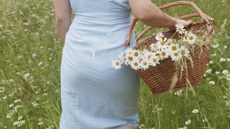 woman-in-sundress-walks-barefoot-in-field-picking-flowers,-tracking