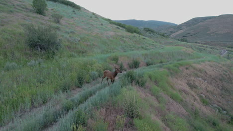 Bull-Elk-Standing-On-Grassy-Trail-On-A-Hill