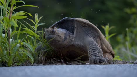 Snapping-Turtle-Closeup-Portrait-In-Algonquin-Provincial-Park