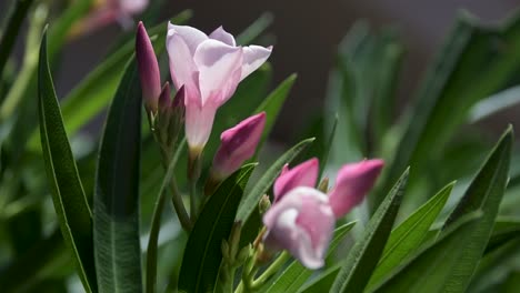 Close-up-of-a-dwarf-pink-oleander-blossom-and-buds
