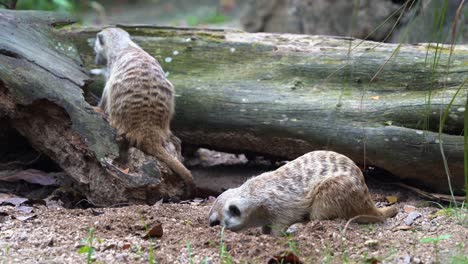 Cose-up-shot-capturing-two-cute-meerkats,-suricata-suricatta-digging-on-the-ground-soil-with-its-little-foreclaws,-searching-and-foraging-for-invertebrates