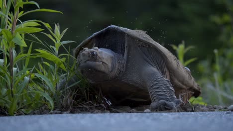 Female-Snapping-Turtle-Laying-Eggs-In-Algonquin-Park,-Canada