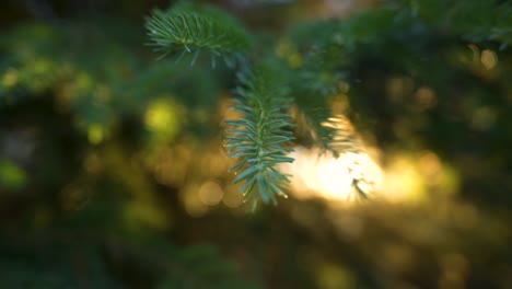 Beautiful-Green-Tree-Needles-At-Sunset-In-Algonquin-Park-Backcountry
