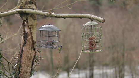 Pájaros-Tit-Azul-Euroasiático-Volando-Hacia-Dos-Comederos-Para-Pájaros-A-Cámara-Lenta-Gales-Reino-Unido-Tiro-Medio-Día