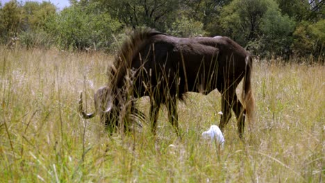 Tracking-shot-of-a-wildebeest-grazing-with-an-egret-walking-alongside