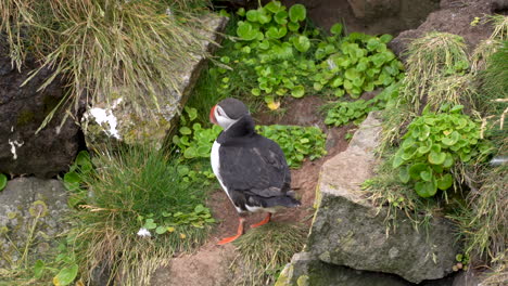 Atlantic-puffin-on-cliff-calling-other-birds,-stable-shot