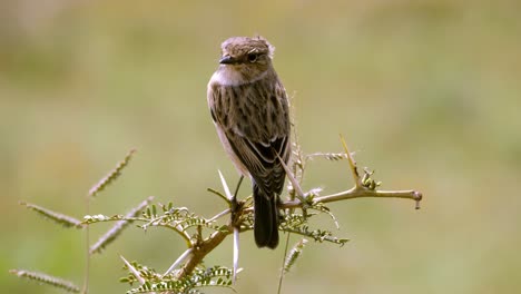Static-shot-of-a-female-African-stone-chat-bird-perched-on-a-branch