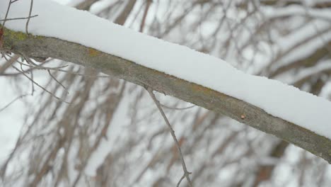 Zweig-In-Boise,-Idaho,-Zentimeterweise-Mit-Schnee-Bedeckt