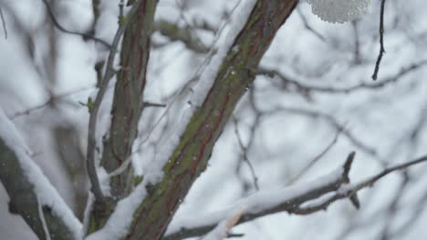 Shot-of-an-ornament-hanging-from-a-tree-covered-in-snow