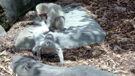 Divertido-Comportamiento-De-Tres-Monos-En-El-Centro-De-Protección-Animal