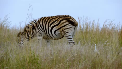 Statische-Aufnahme-Eines-Zebras,-Das-Im-Hohen-Gras-Frisst-Und-Seinen-Schwanz-Schwingt