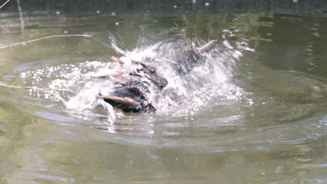 Duck-swimming-on-water.-bathing-duck.-bird-behaviour