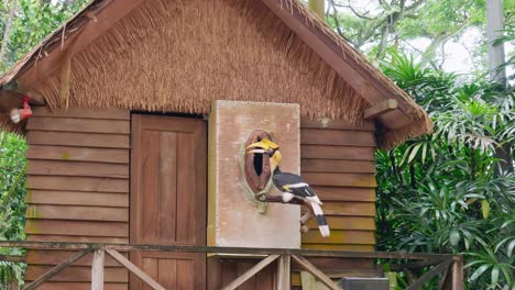 Great-Hornbill-during-a-zoo-presentation
