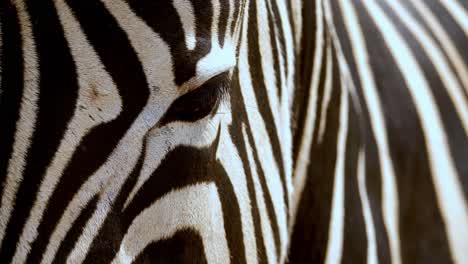 Macro-shot-of-flys-walking-on-a-zebras-nose-with-pan-up-to-eyes
