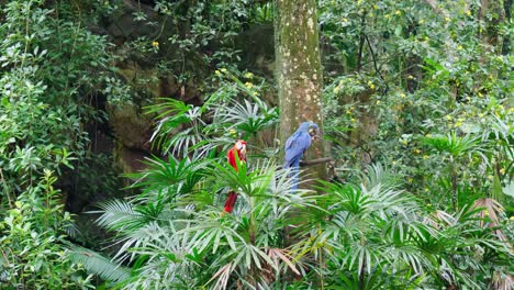 two-colorful-ara-parrots-sitting-on-a-branch-and-looking-on-the-same-side-in-Singapore-Jurong-bird-park