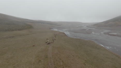 Herd-of-icelandic-horses-running-along-river-shore,-foggy-scenery