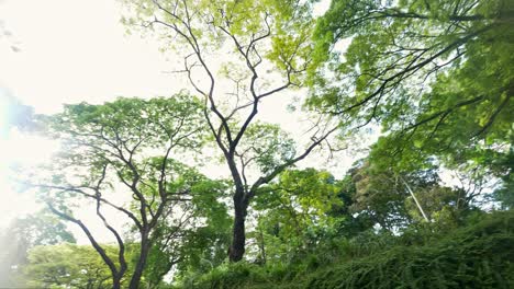 Rotation-of-The-greenery-leaves-branches-of-big-Rain-tree-sprawling-cover-on-green-grass-lawn-under-sunshine-morning,-plenty-of-trees-on-background-in-the-public-park-in-Singapore