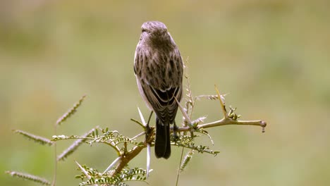Static-shot-of-a-female-African-Stone-Chat-sitting-on-a-branch-and-then-flying-away