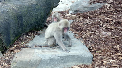 Zwei-Affen-Spielen-In-Einem-Zoo