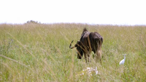 Tracking-shot-of-a-wildebeest-grazing-in-the-long-grass