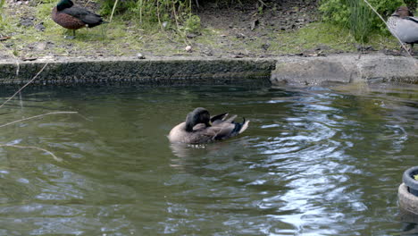 Patos-Nadando-Y-Bañándose-En-El-Agua